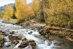 10 Best Places to Visit in Almaty, Kazakhstan (2026 Travel Guide) 11 autumn scenery ile alatau national park colorful trees river ile alatau national park km far almaty park 297663845.jpg
